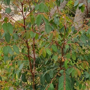 Breynia oblongifolia (Coffee Bush) at Diggers Camp, NSW by Topwood