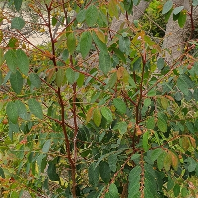 Unidentified Other Shrub at Diggers Camp, NSW - 28 Nov 2024 by Topwood