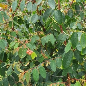 Breynia oblongifolia at Diggers Camp, NSW - 28 Nov 2024 12:29 PM