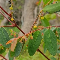 Breynia oblongifolia at Diggers Camp, NSW - 28 Nov 2024 12:29 PM