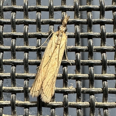 Faveria tritalis (Couchgrass Webworm) at Ainslie, ACT - 17 Oct 2024 by Pirom