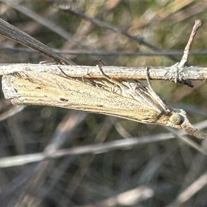 Faveria tritalis (Couchgrass Webworm) at Pialligo, ACT by Pirom