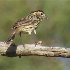 Pyrrholaemus sagittatus (Speckled Warbler) at Symonston, ACT - 28 Nov 2024 by RobParnell