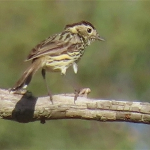 Pyrrholaemus sagittatus (Speckled Warbler) at Symonston, ACT by RobParnell