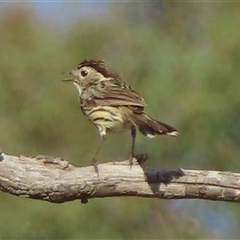 Pyrrholaemus sagittatus at Symonston, ACT - 28 Nov 2024 05:38 PM