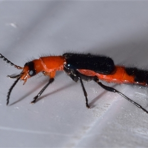 Carphurini sp. (tribe) at Jerrabomberra, NSW - 28 Nov 2024