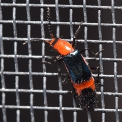 Carphurini sp. (tribe) at Jerrabomberra, NSW - 28 Nov 2024