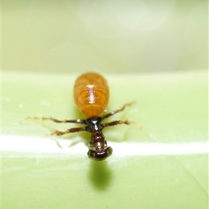 Tiphiidae (family) at Murrumbateman, NSW - suppressed