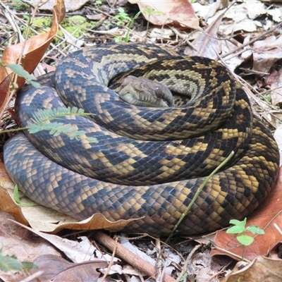 Simalia kinghorni (Australian scrub python, Scrub python, Amethystine python) at Mossman Gorge, QLD - 17 Aug 2016 by JasonPStewartNMsnc2016