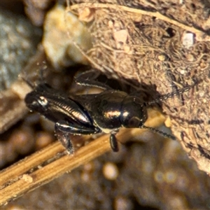 Xya mutica (pygmy mole cricket) at Campbell, ACT by Hejor1