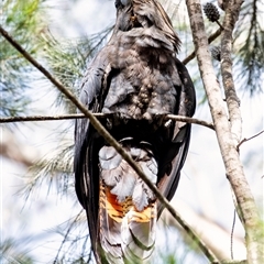 Calyptorhynchus lathami lathami (Glossy Black-Cockatoo) at Wingello, NSW - 22 Mar 2020 by Aussiegall