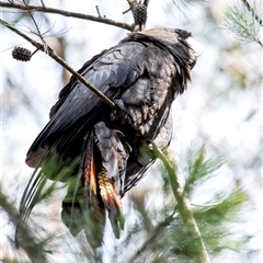 Calyptorhynchus lathami lathami at Wingello, NSW - suppressed