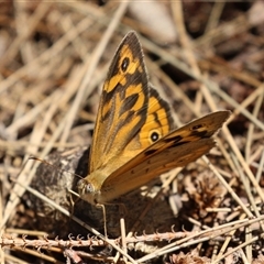 Heteronympha merope (Common Brown Butterfly) at Greenway, ACT - 28 Nov 2024 by RodDeb