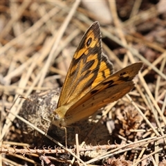 Heteronympha merope at Greenway, ACT - 28 Nov 2024