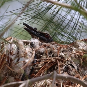 Philemon corniculatus at Greenway, ACT - 28 Nov 2024