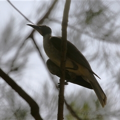 Philemon corniculatus at Greenway, ACT - 28 Nov 2024