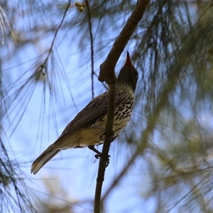 Oriolus sagittatus at Greenway, ACT - 28 Nov 2024