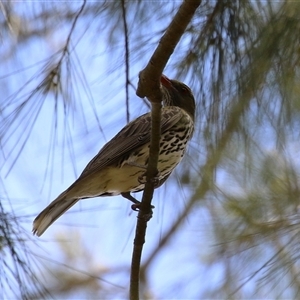 Oriolus sagittatus at Greenway, ACT - 28 Nov 2024