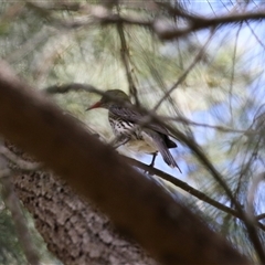 Oriolus sagittatus at Greenway, ACT - 28 Nov 2024