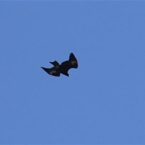 Aquila audax at Greenway, ACT - 28 Nov 2024 01:04 PM