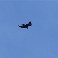 Aquila audax at Greenway, ACT - 28 Nov 2024 01:04 PM