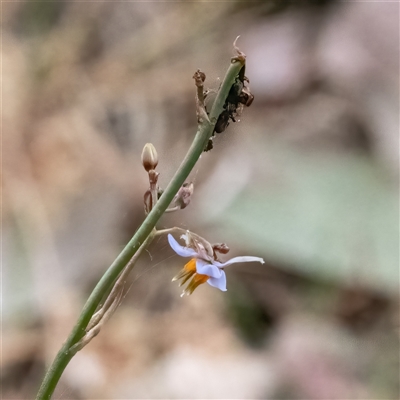 Dianella (genus) (Flax Lily) at Higgins, ACT - 28 Nov 2024 by Untidy