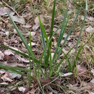 Dianella sp. at Higgins, ACT - 28 Nov 2024