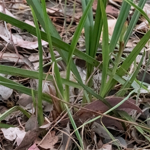 Dianella sp. at Higgins, ACT - 28 Nov 2024 03:20 PM