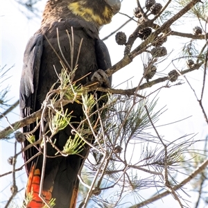 Calyptorhynchus lathami lathami (Glossy Black-Cockatoo) at Penrose, NSW by Aussiegall