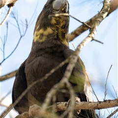 Calyptorhynchus lathami lathami at Penrose, NSW - suppressed