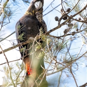 Calyptorhynchus lathami lathami at Penrose, NSW - suppressed