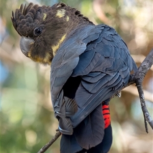 Calyptorhynchus lathami lathami at Penrose, NSW - suppressed