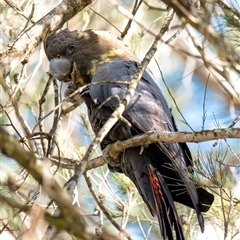 Calyptorhynchus lathami lathami at Penrose, NSW - suppressed