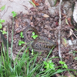 Simalia kinghorni at Syndicate, QLD - 22 Apr 2015 12:55 PM