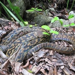 Simalia kinghorni at Syndicate, QLD - 22 Apr 2015 12:55 PM