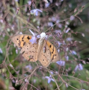 Thomisidae (family) at Nicholls, ACT - suppressed