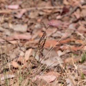 Poa sieberiana at Higgins, ACT - 28 Nov 2024 03:55 PM