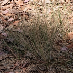 Poa sieberiana at Higgins, ACT - 28 Nov 2024 03:55 PM