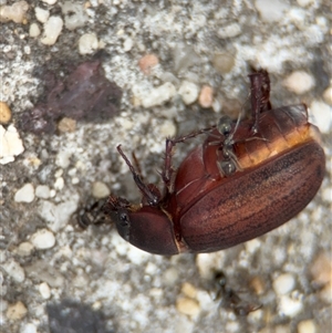 Formicidae (family) (Unidentified ant) at Russell, ACT by Hejor1