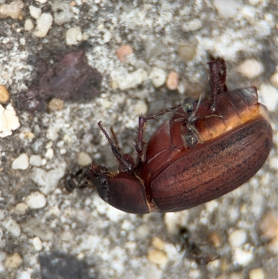 Formicidae (family) (Unidentified ant) at Russell, ACT - 28 Nov 2024 by Hejor1