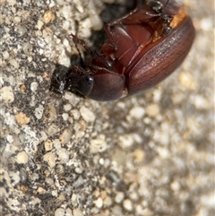 Formicidae (family) at Russell, ACT - 28 Nov 2024 01:13 PM