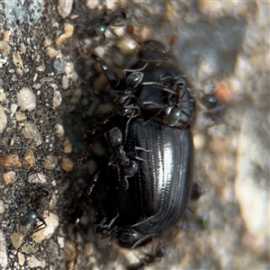 Iridomyrmex sp. (genus) at Parkes, ACT - 28 Nov 2024 12:54 PM