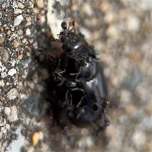 Iridomyrmex sp. (genus) at Parkes, ACT - 28 Nov 2024 12:54 PM