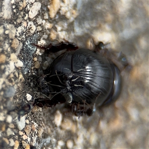 Iridomyrmex sp. (genus) at Parkes, ACT - 28 Nov 2024 12:54 PM