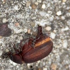 Sericesthis nigrolineata at Russell, ACT - 28 Nov 2024 01:15 PM