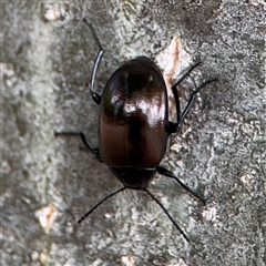 Chalcopteroides sp. (genus) (Rainbow darkling beetle) at Parkes, ACT - 28 Nov 2024 by Hejor1