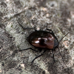 Chalcopteroides sp. (genus) at Parkes, ACT - 28 Nov 2024 12:45 PM