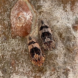 Stenocotis depressa at Parkes, ACT - 28 Nov 2024 12:52 PM