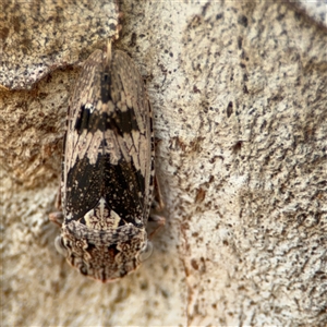 Stenocotis depressa at Parkes, ACT - 28 Nov 2024