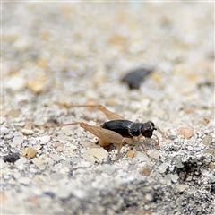 Trigonidiinae sp. (subfamily) (Unidentified winged bush cricket) at Russell, ACT - 28 Nov 2024 by Hejor1